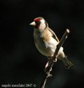 Carduelis carduelis